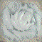 White rose