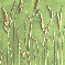 Grs